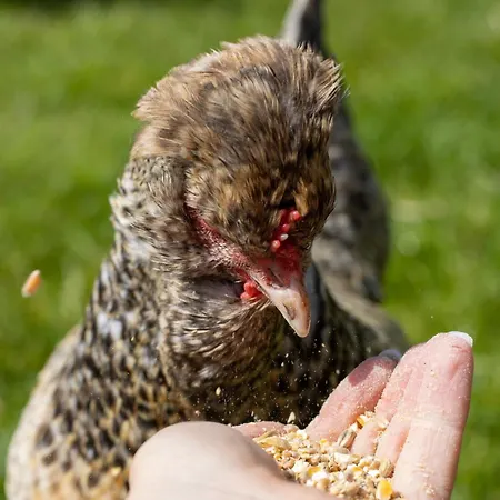 Oder 1-16 Personen Im Blauen Haus Хостел *
