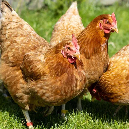 Vandrarhem Oder 1-16 Personen Im Blauen Haus Fehmarn