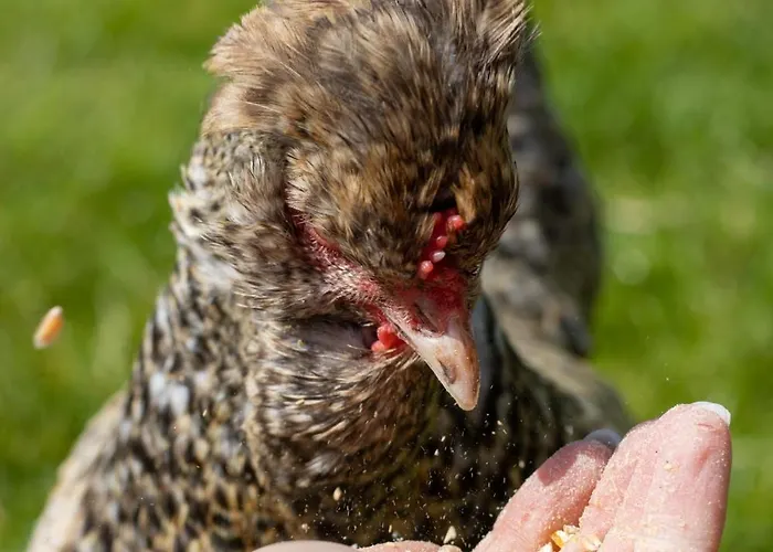 Oder 1-16 Personen Im Blauen Haus Hostel *