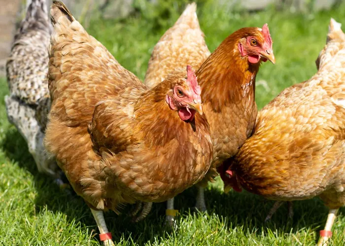 Hostel Oder 1-16 Personen Im Blauen Haus Fehmarn